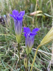 Gentianopsis holopetala