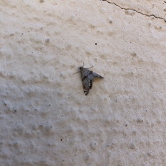 Petrophila jaliscalis