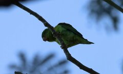 Brotogeris jugularis