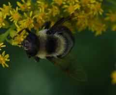 Eristalis flavipes