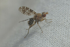 Trypetoptera punctulata