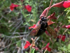 Xylocopa sonorina