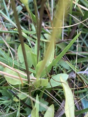 Gentianopsis holopetala