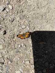 Phyciodes
