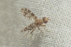 Trypetoptera punctulata