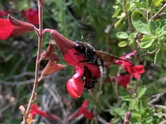Xylocopa sonorina