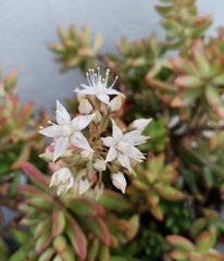Sedum adolphi