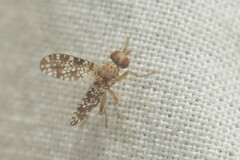 Trypetoptera punctulata