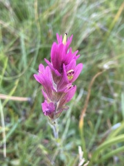 Castilleja lemmonii