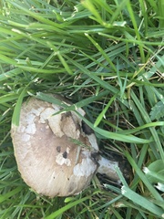 Agaricaceae