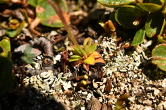 Androsace obtusifolia