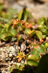 Androsace obtusifolia