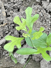 Ibervillea sonorae
