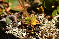 Androsace obtusifolia
