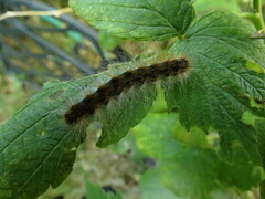 Hyphantria cunea