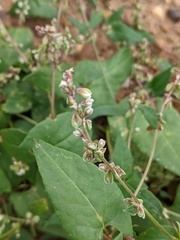 Fallopia convolvulus