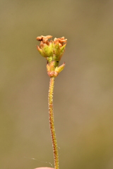 Androsace obtusifolia