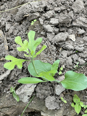 Ibervillea sonorae