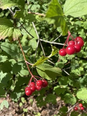 Viburnum opulus opulus