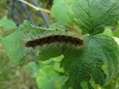 Hyphantria cunea