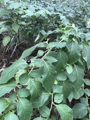 Atropa belladonna