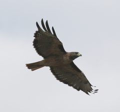 Buteo jamaicensis calurus