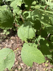 Viburnum opulus opulus