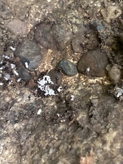 Henningsomyces candidus