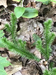 Lycopodium clavatum