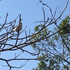 Fluvicola nengeta
