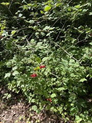 Viburnum opulus opulus