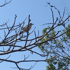 Fluvicola nengeta