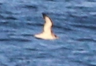 Calonectris