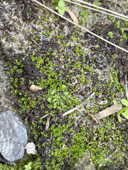 Riccia