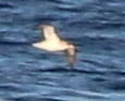 Calonectris