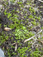 Riccia