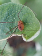 Leiobunum bracchiolum