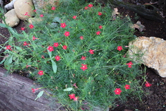 Ipomoea quamoclit