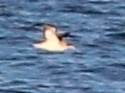 Calonectris