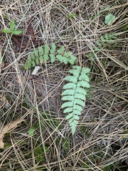 Polystichum