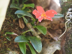 Cattleya coccinea