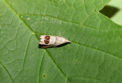 Notocelia uddmanniana