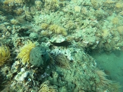 Parablennius pilicornis