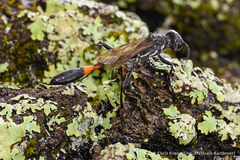 Ammophila procera
