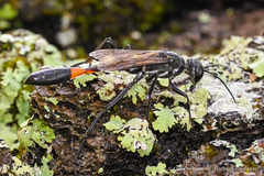 Ammophila procera