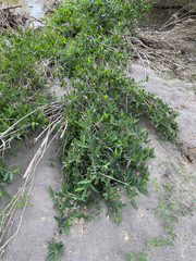 Pleradenophora bilocularis