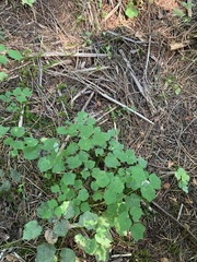 Vancouveria hexandra