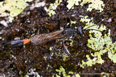 Ammophila procera