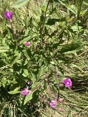 Echium vulgare
