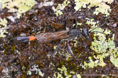 Ammophila procera